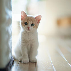 Got A Cat As A Pet? Here Is How To Keep Them Healthy…